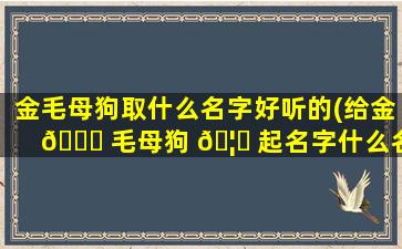 金毛母狗取什么名字好听的(给金 🐟 毛母狗 🦄 起名字什么名字更好听)